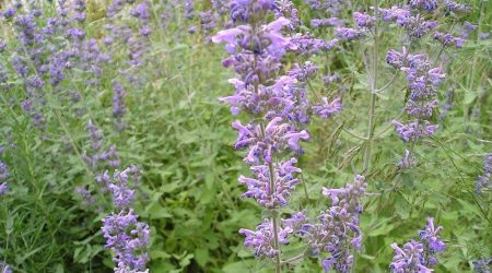 נפית כפופה / Nepeta curviflora