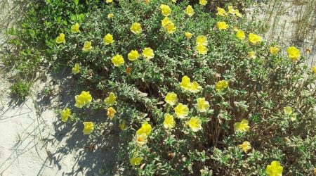 נר הלילה החופי / Oenothera drummondii
