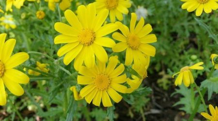 סביון אביבי / Senecio vernalis