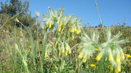 סומקן ענקי / Onosma gigantea