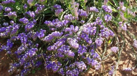 זרעי עדעד כחול / Limonium sinuatum
