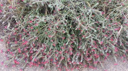 עכנאי שרוע / Echium angustifolium