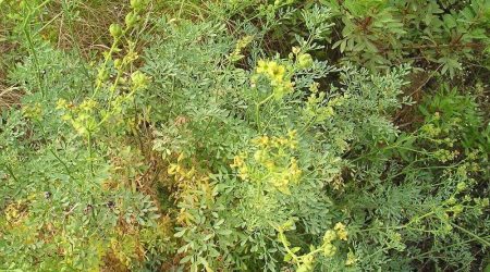 פיגם מצוי / Ruta chalepensis