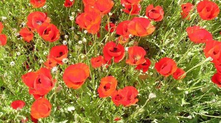 פרג כרמלי / Papaver Carmeli