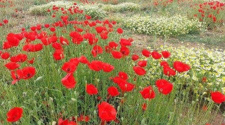 פרג נחות / Papaver humile