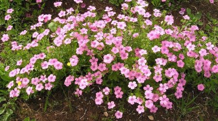 פשתה שעירה / Linum-pubescens