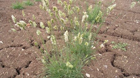 ציבורת ההרים / Dactylis glomerata