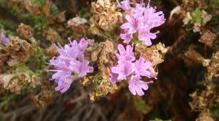 קורנית מקורקפת / Coridothymus capitatus