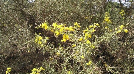 קידה שעירה / Calicotome villosa