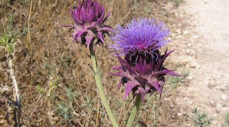 קנרס סורי / Cynara syriaca