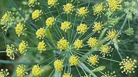 שומר פשוט / Foeniculum vulgare