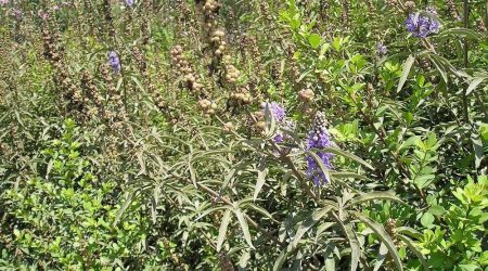 שיח אברהם / Vitex agnus-castus