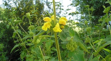 שלהבית דביקה / Phlomis viscosa