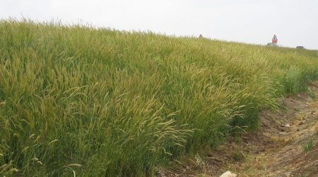 שעורת הבולבוסין / Hordeum bulbosum