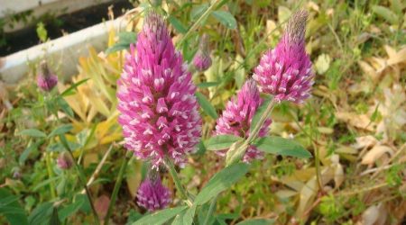 תלתן ארגמן / Trifolium purpureum