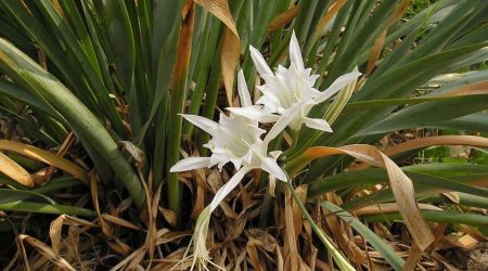 חבצלת החוף / Pancratium maritimum