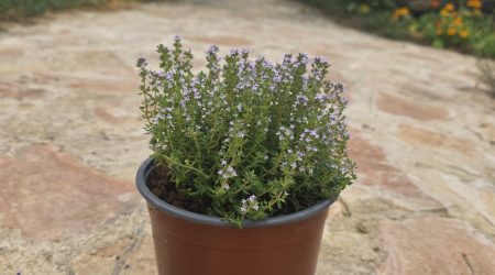 שתיל טימין / קורנית / Thymus vulgaris