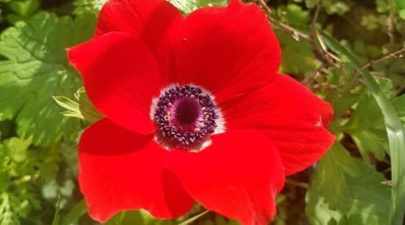 כלנית מצויה / Anemone Coronaria