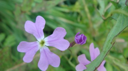 כרמלית נאה / Ricotia lunaria