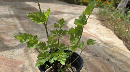 שתיל כרפס ריחני Wild Celery / Apium graveolens