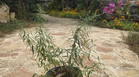 שתיל לוע-ארי בר / Antirrhinum majus