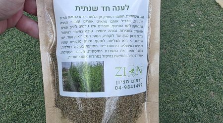 לענה חד שנתית עלים לחליטת מרפא –  Artemisia Anua