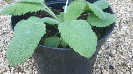 שתיל מרווה מרושתת / Salvia sclarea