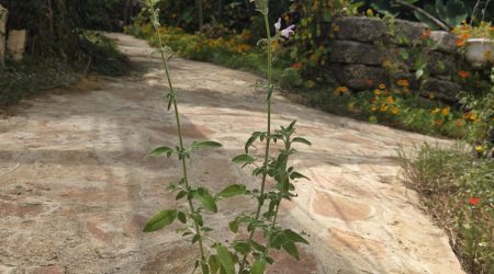 שתיל מרווה משולשת / Salvia fruticosa Mill