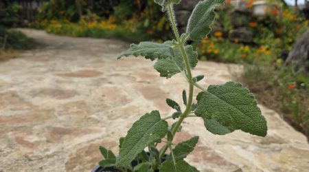 שתיל מרווה ריחנית / Salvia dominica
