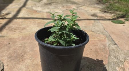 שתיל נענע משובלת / Mentha longifolia