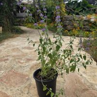 שתיל נפית כפופה / Nepeta curviflora