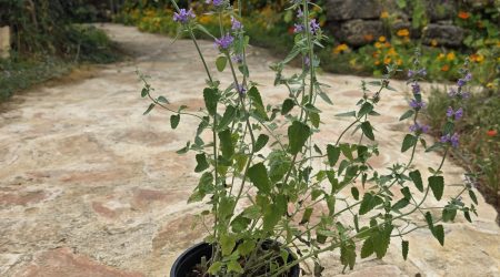 שתיל נפית כפופה / Nepeta curviflora