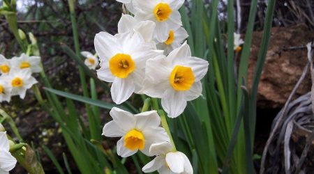 נרקיס מצוי / Narcissus tazetta