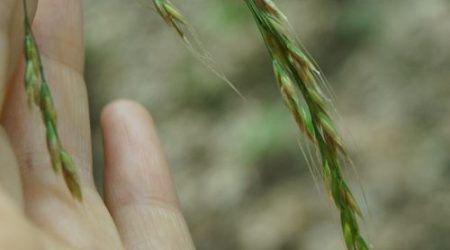 נשרן שעיר / Piptatherum Holciforme