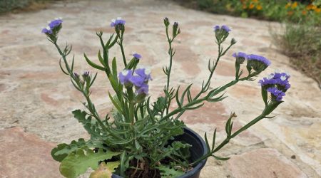 שתיל עדעד כחול / Limonium sinuatum