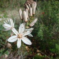 עירית גדולה / Asphodelus ramosus