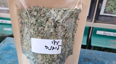 עלי ליבנה – Birch – מובחרים לחליטה ומרפא