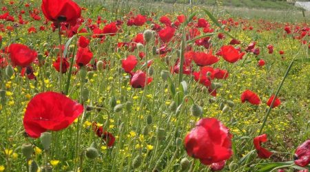 פרג אגסני / Papaver-sumbonatum