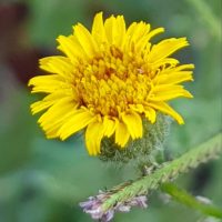 פרעושית ערבית / Pulicaria arabica