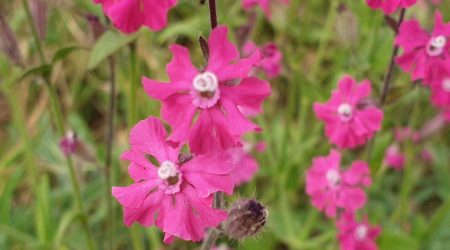 ציפורנית ארץ ישראלית / Silene palaestina