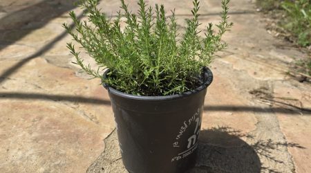 שתיל קורנית מקורקפת / Coridothymus capitatus