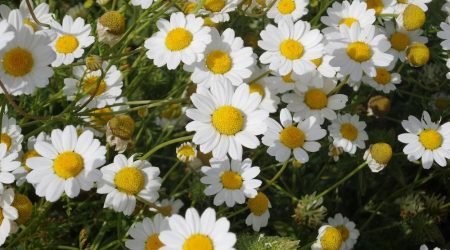 קחוון מצוי / Anthemis pseudocotula