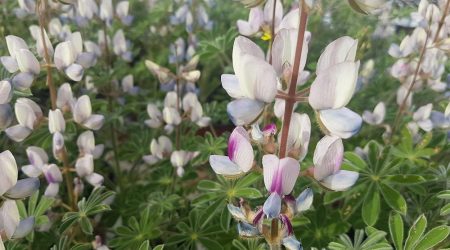 תורמוס ארץ-ישראלי / Lupinus palaestinus