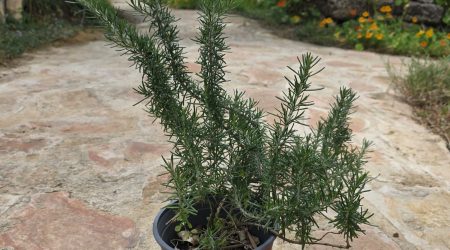 שתיל רוזמרין / Rosemary / Salvia rosmarinus
