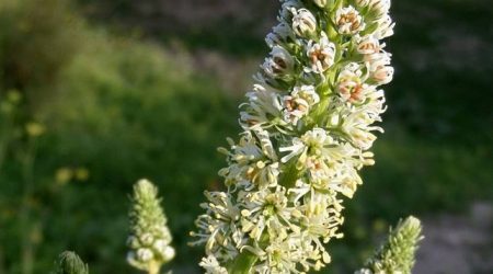 רכפה לבנה / Reseda alba