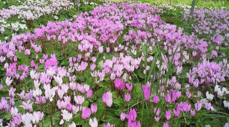 רקפת – מארז פקעת רקפת קטנה – 7 יחידות / Cyclamen persicum