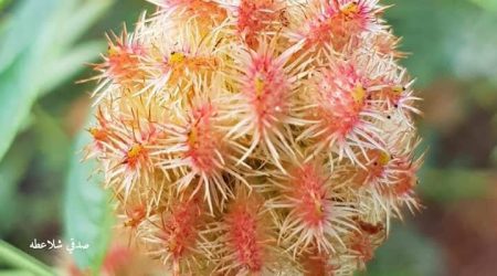 שוש קוצני / Glycyrrhiza echinata