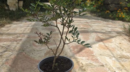 שתיל אלת המסטיק / Pistacia lentiscus