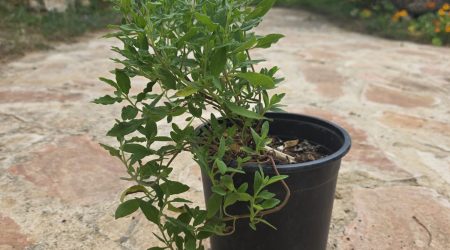 שתיל לוטם מרווני / Cistus salviifolius