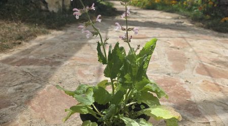 שתיל מרוות ירושלים / Salvia hierosolymitana